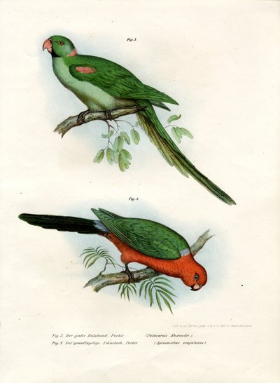 Parrocchetto Alessandrino, 1864 da German School